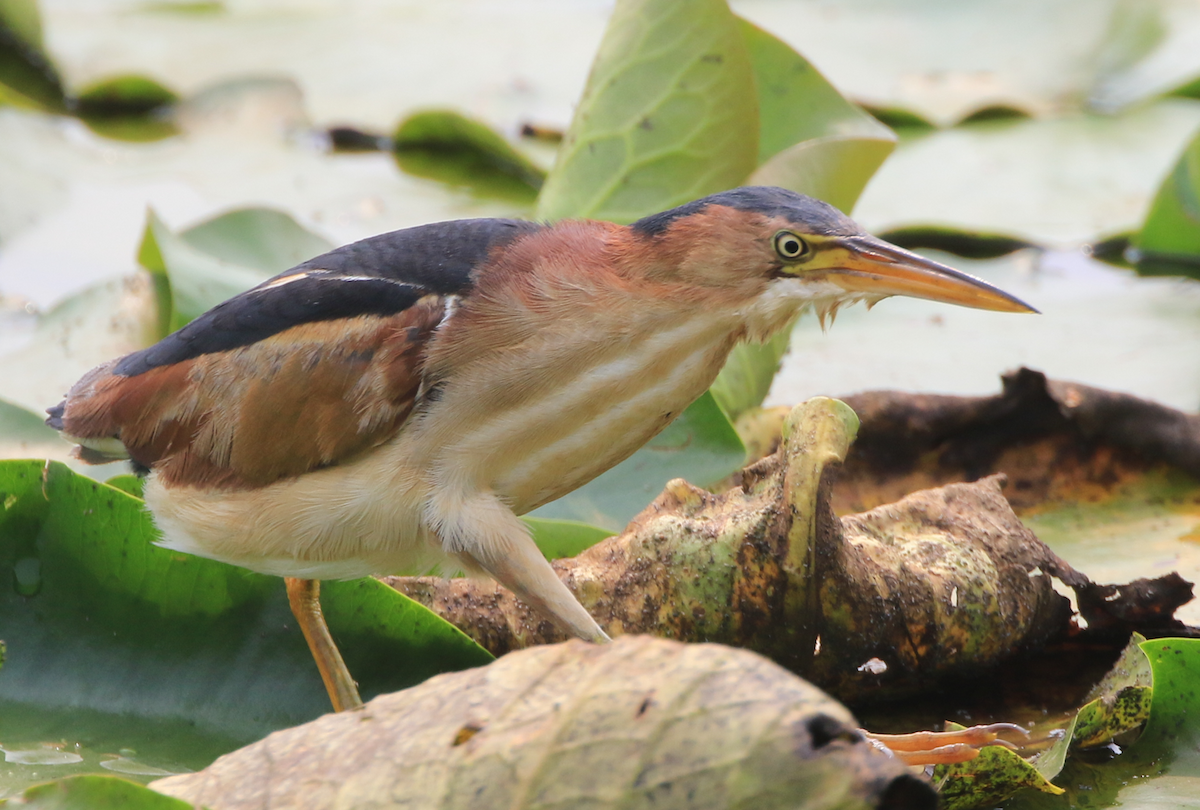 Least Bittern - ML624131596