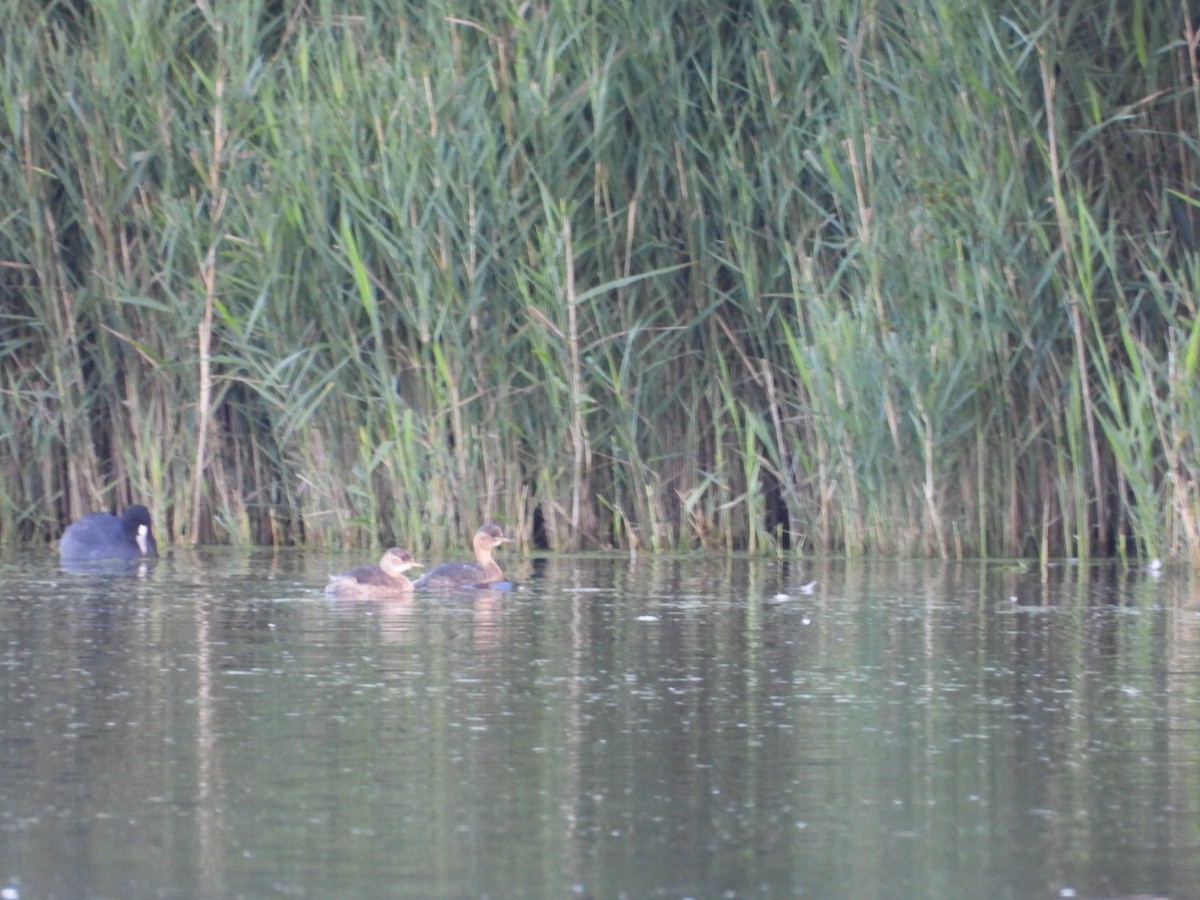 Little Grebe - ML624131597