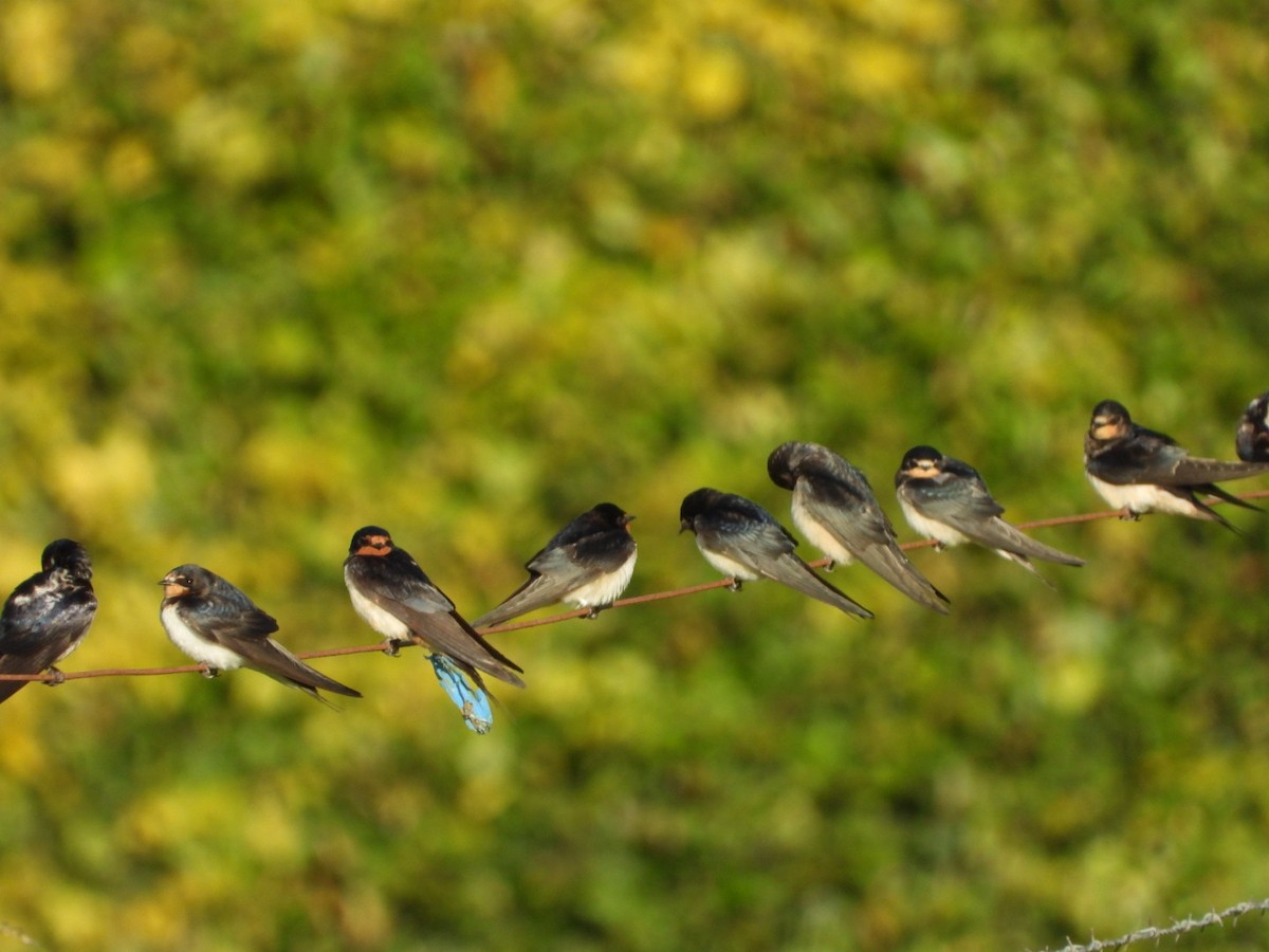 Barn Swallow - ML624131632