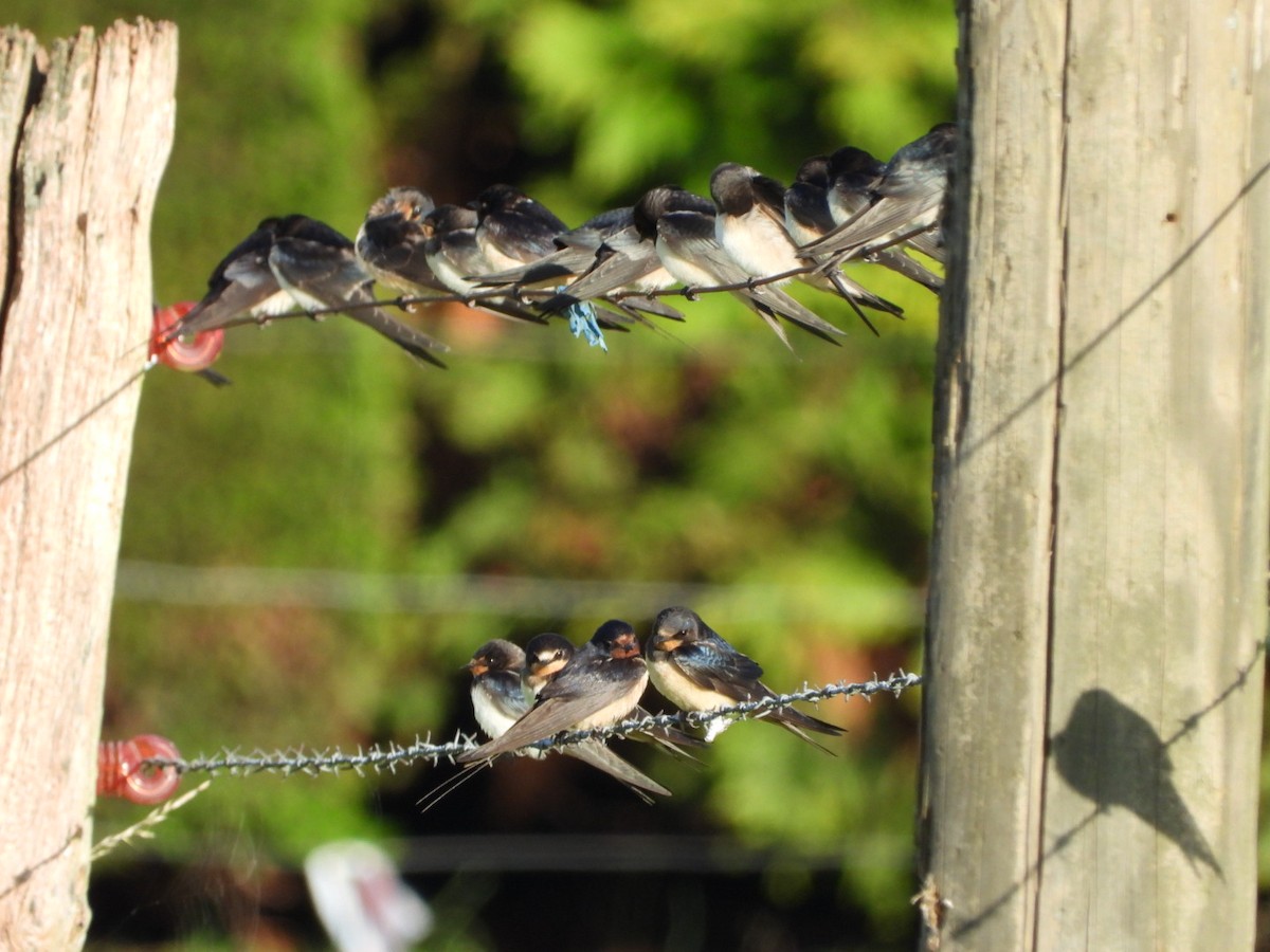 Barn Swallow - ML624131640