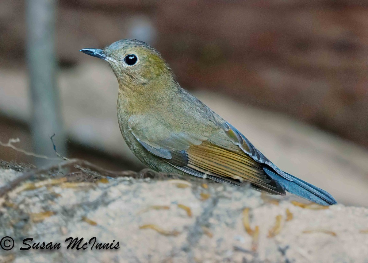 White-tailed Robin - ML624131641