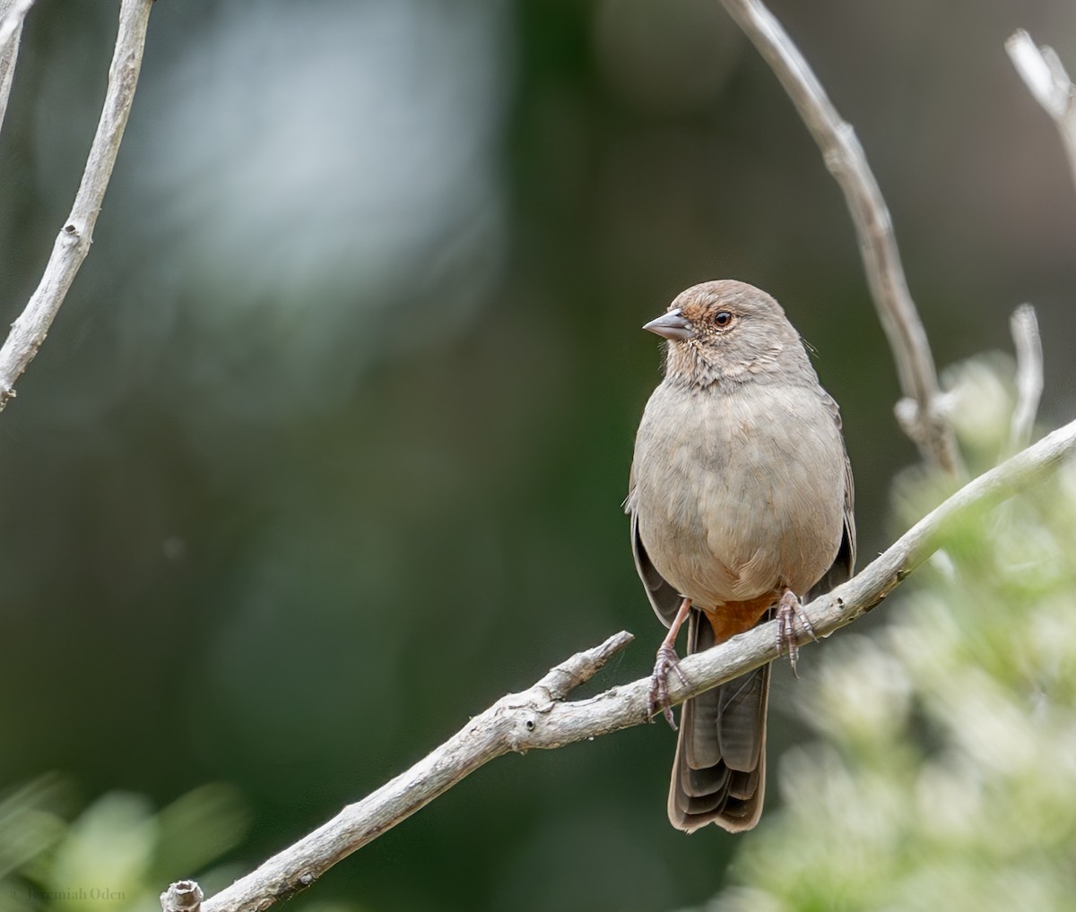 Toquí Californiano - ML624131759