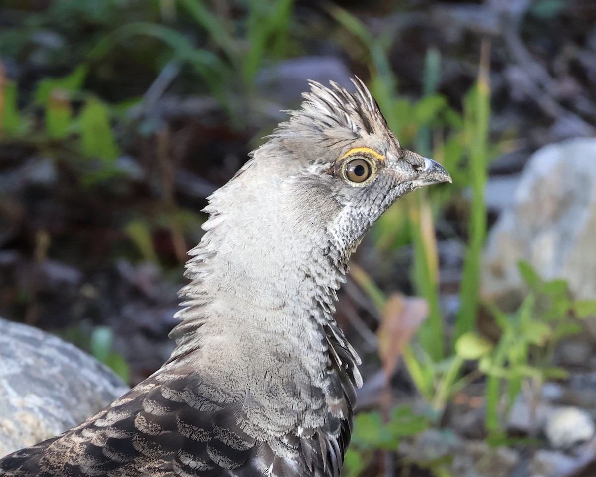 Dusky Grouse - Laura Moth