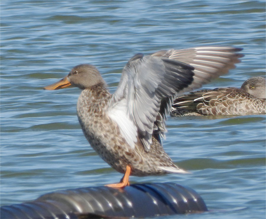 Northern Shoveler - ML624131770