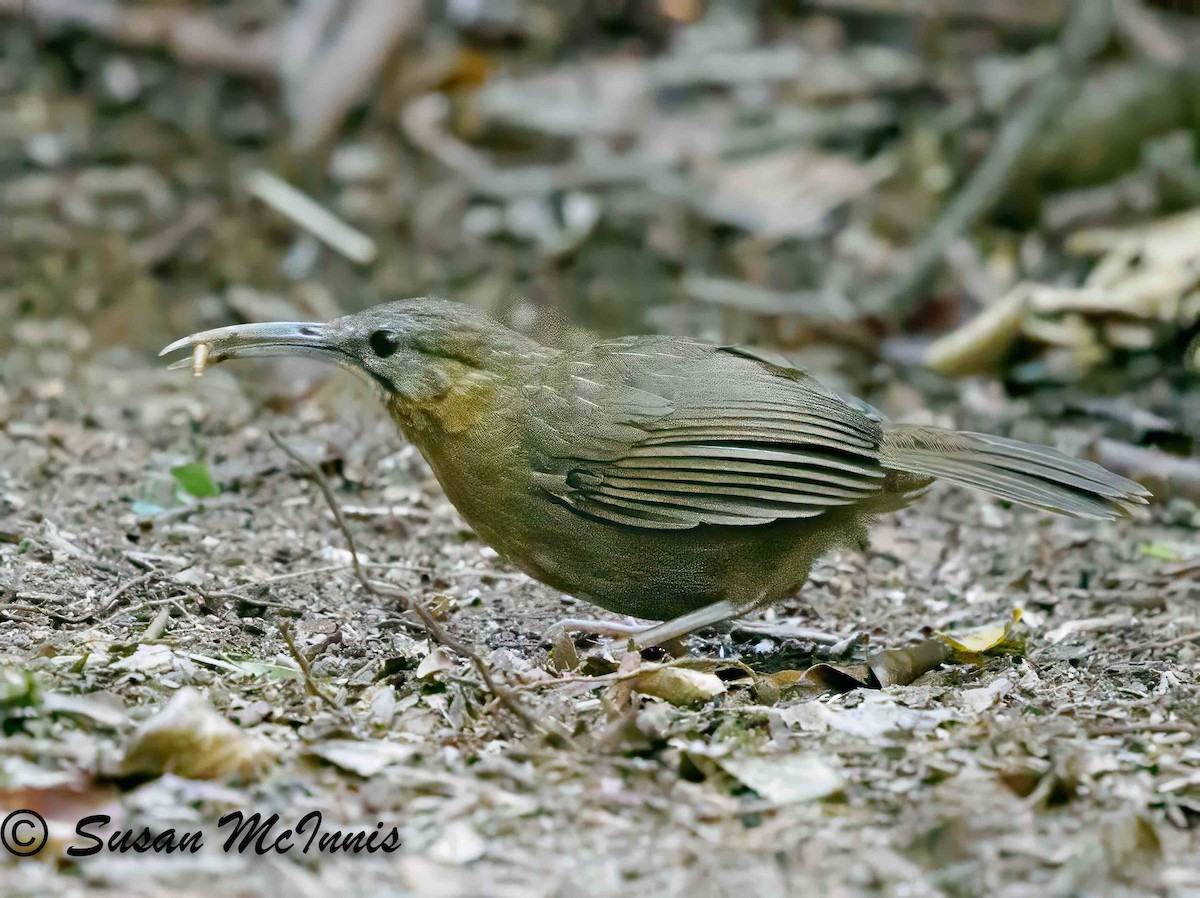 Short-tailed Scimitar-Babbler - ML624131803