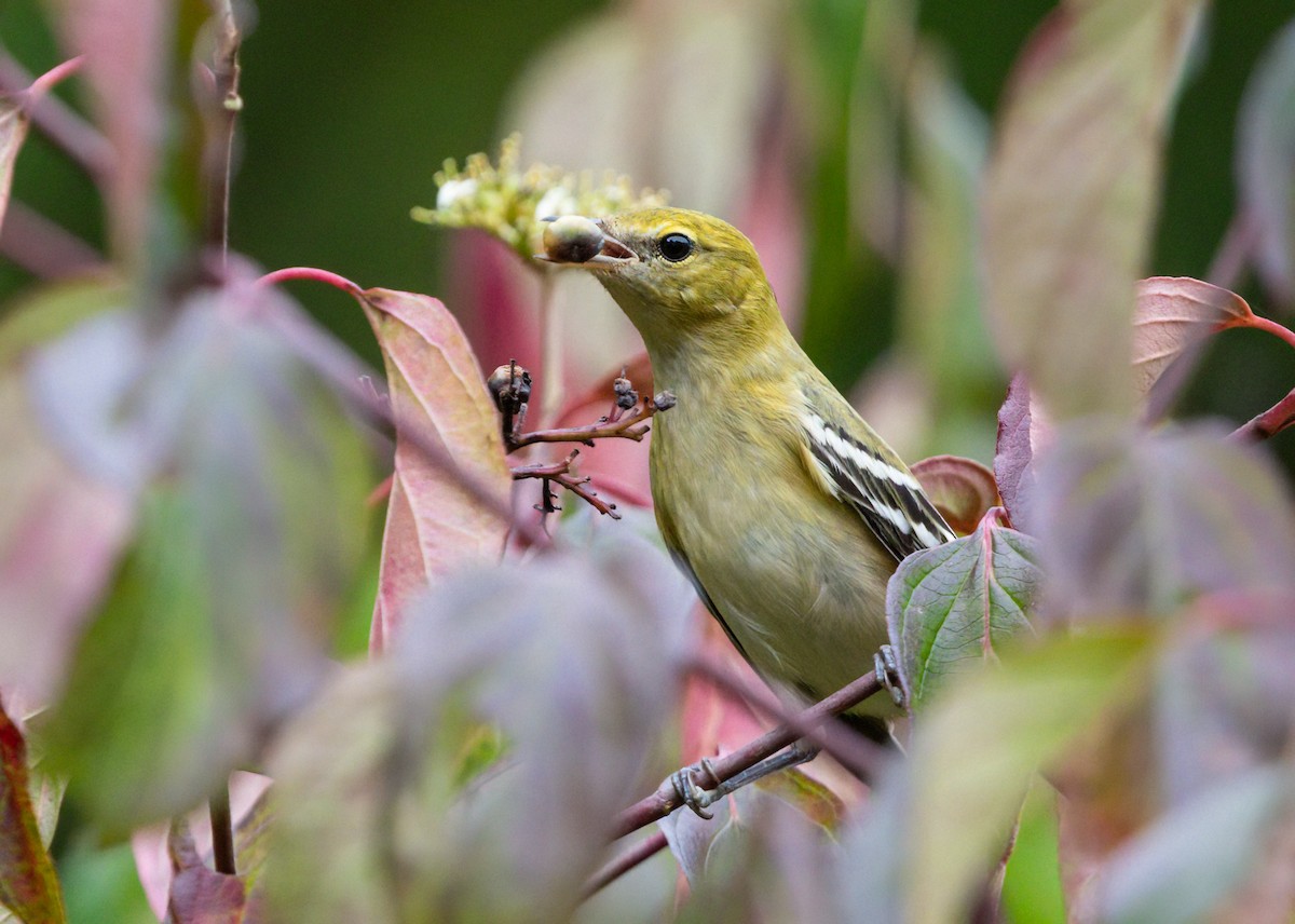 Bay-breasted Warbler - ML624131804