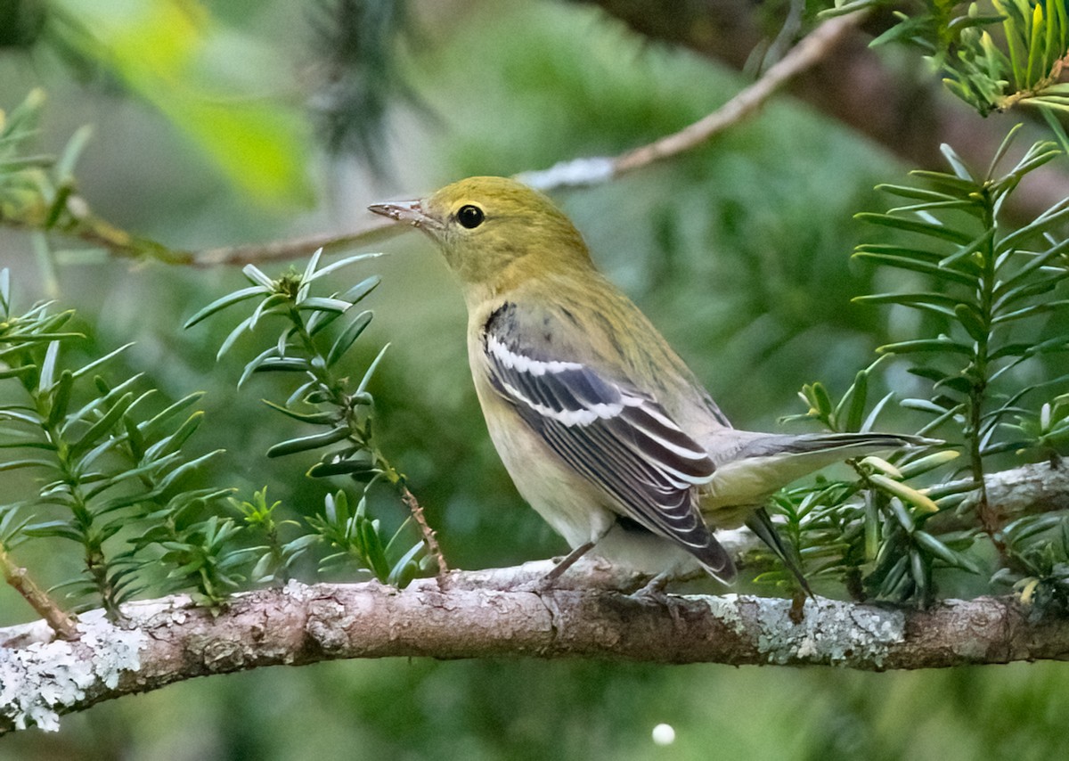 Bay-breasted Warbler - ML624131805