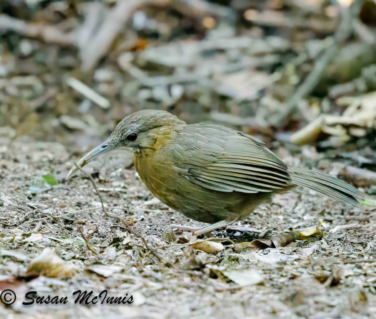 Short-tailed Scimitar-Babbler - Susan Mac