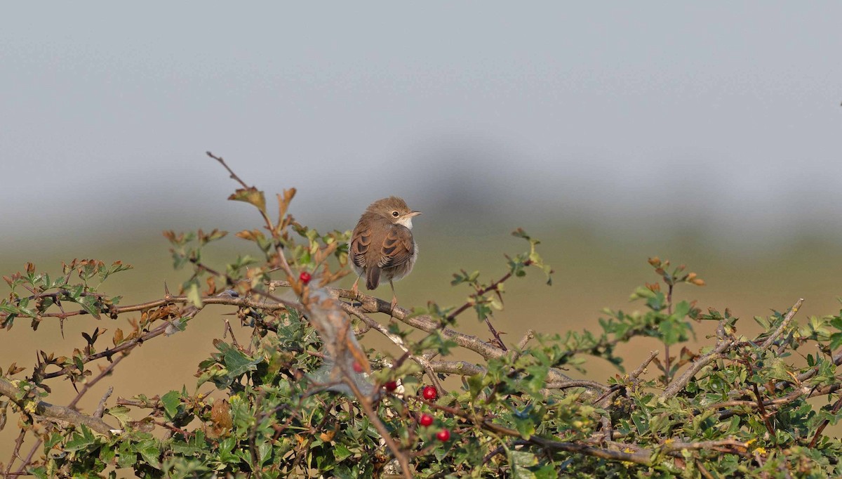 Greater Whitethroat - ML624131807