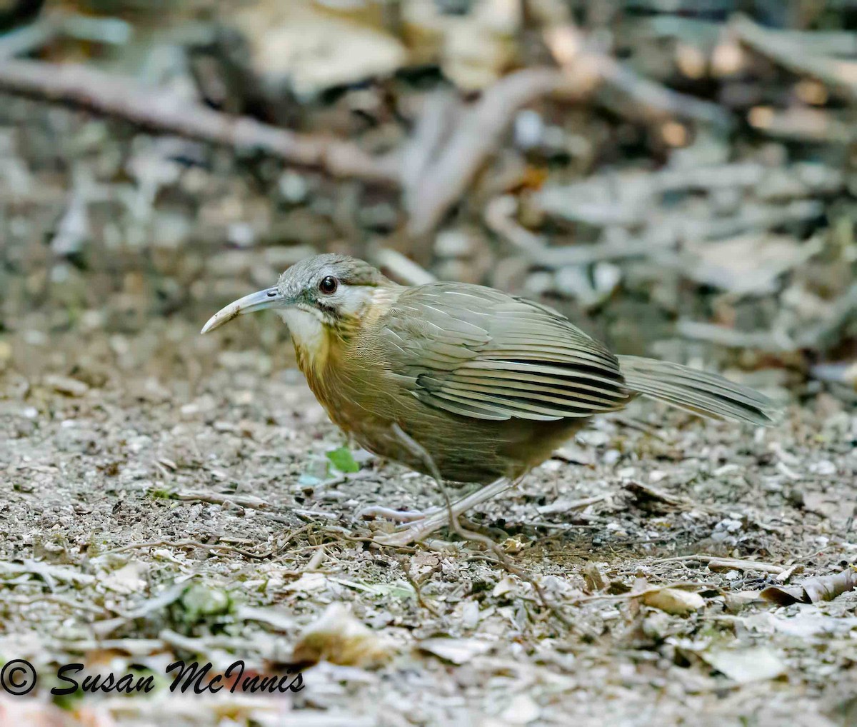 Short-tailed Scimitar-Babbler - ML624131812