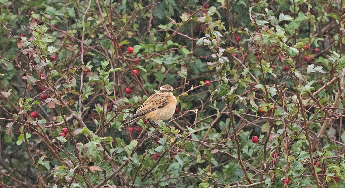 Whinchat - ML624131827