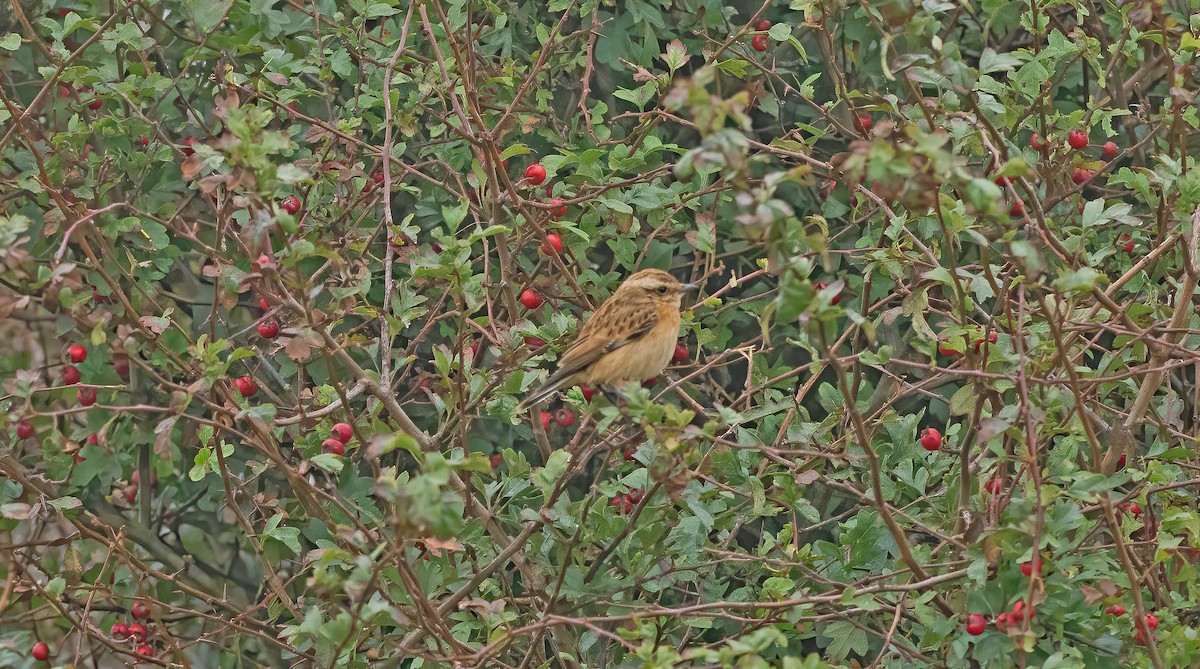 Whinchat - ML624131828