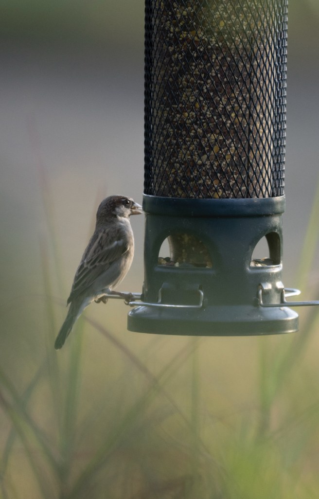 Moineau domestique - ML624131834