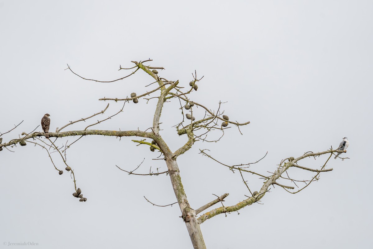 White-tailed Kite - ML624131857