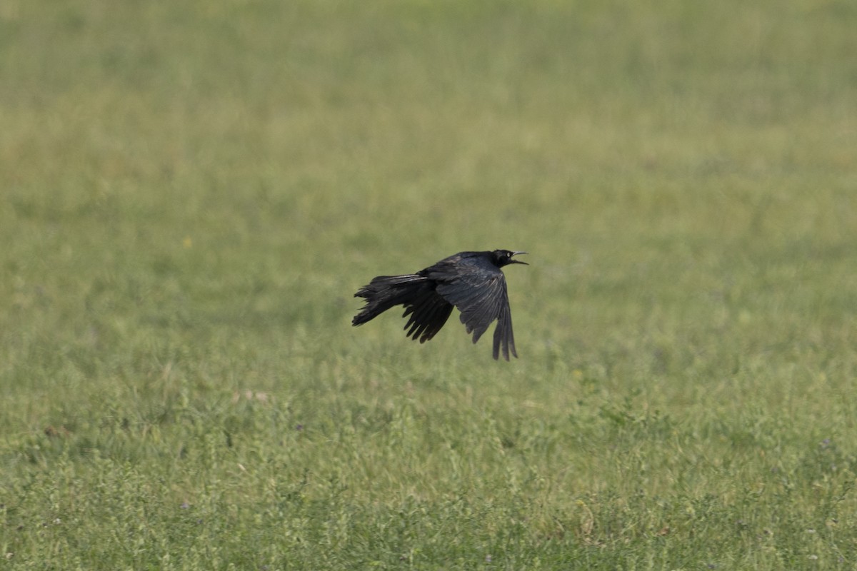 Great-tailed Grackle - ML624131871