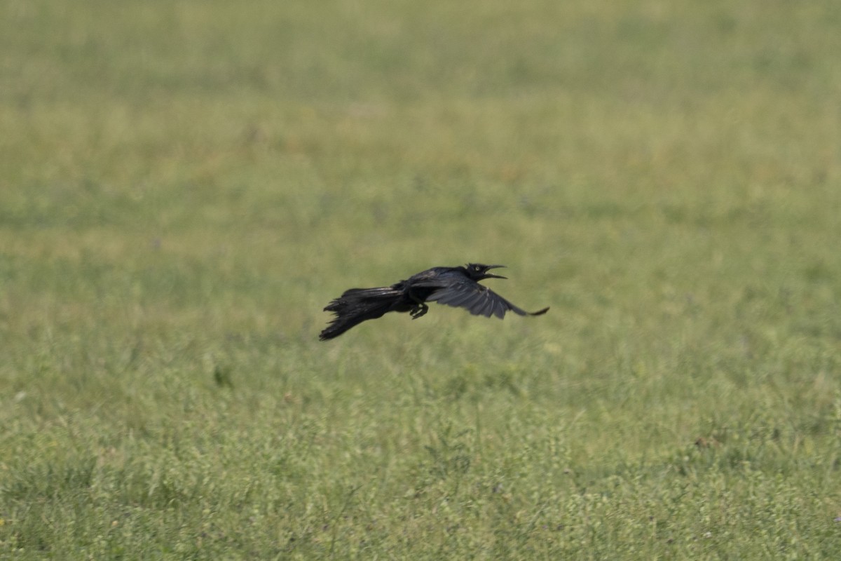 Great-tailed Grackle - ML624131872