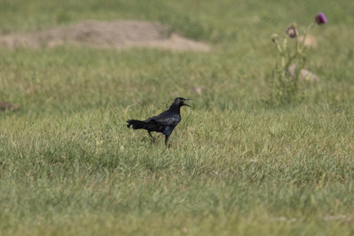 Great-tailed Grackle - ML624131873