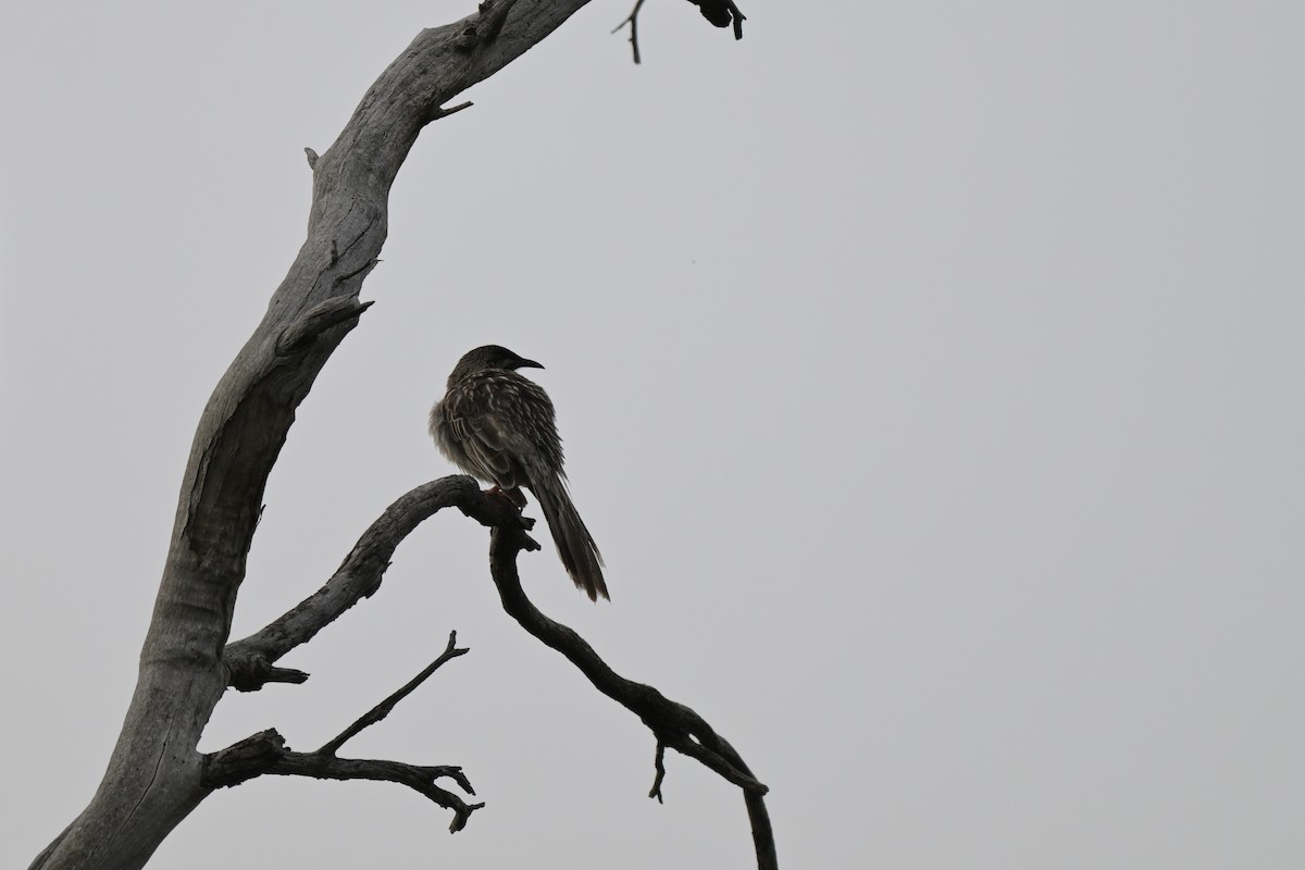 Red Wattlebird - ML624131878