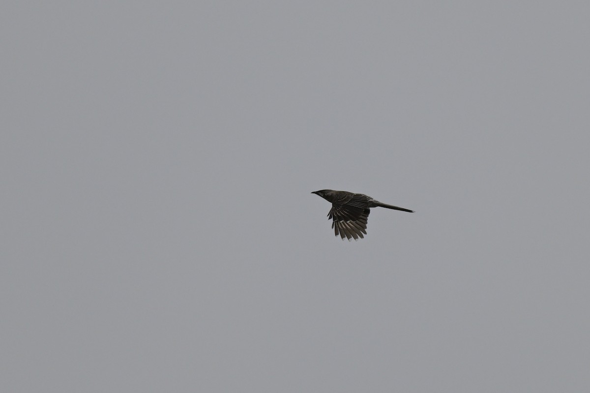 Red Wattlebird - ML624131880