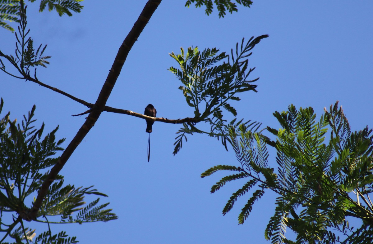 Long-tailed Tyrant - ML624131888