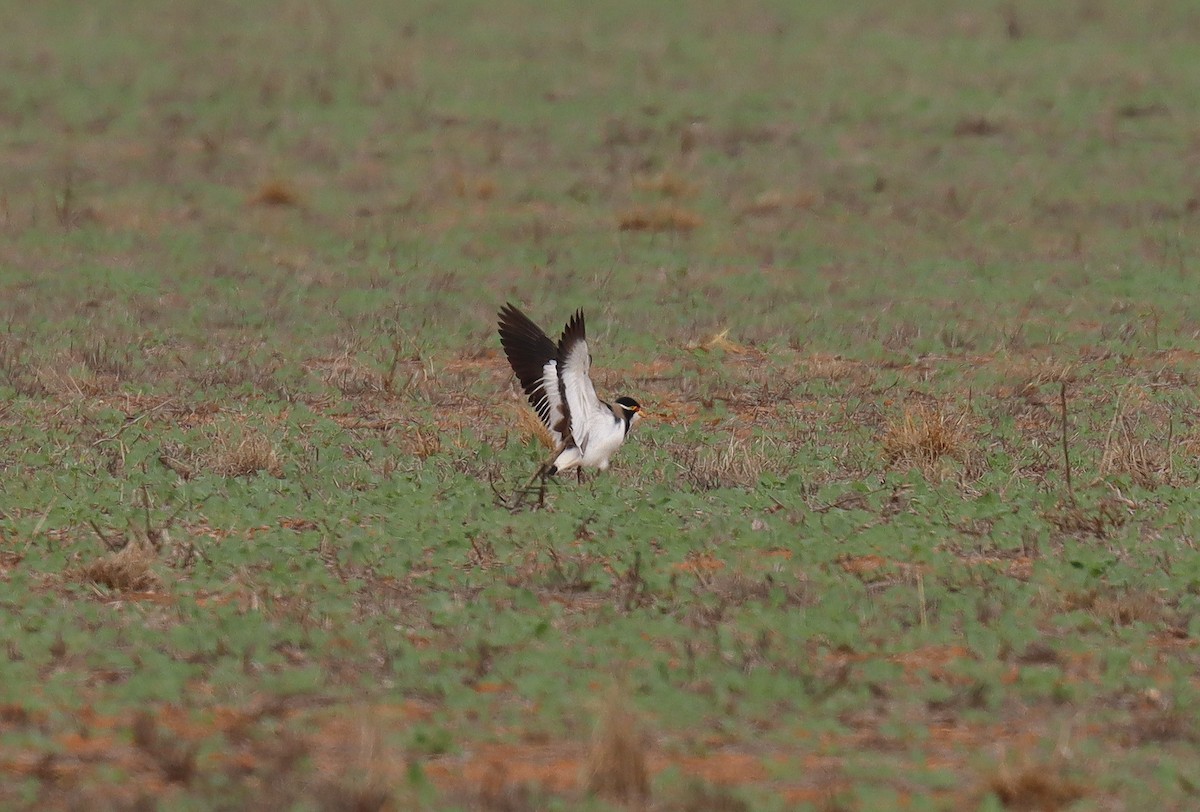 Banded Lapwing - ML624131913