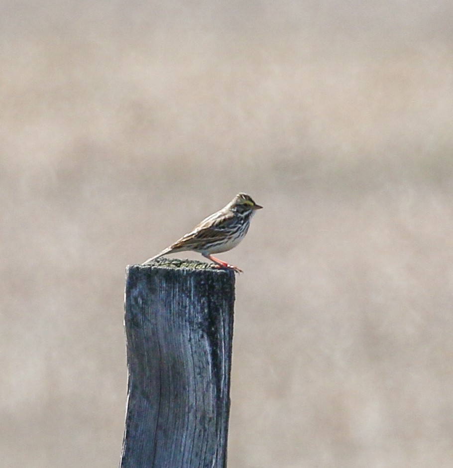 Savannah Sparrow - ML624131914