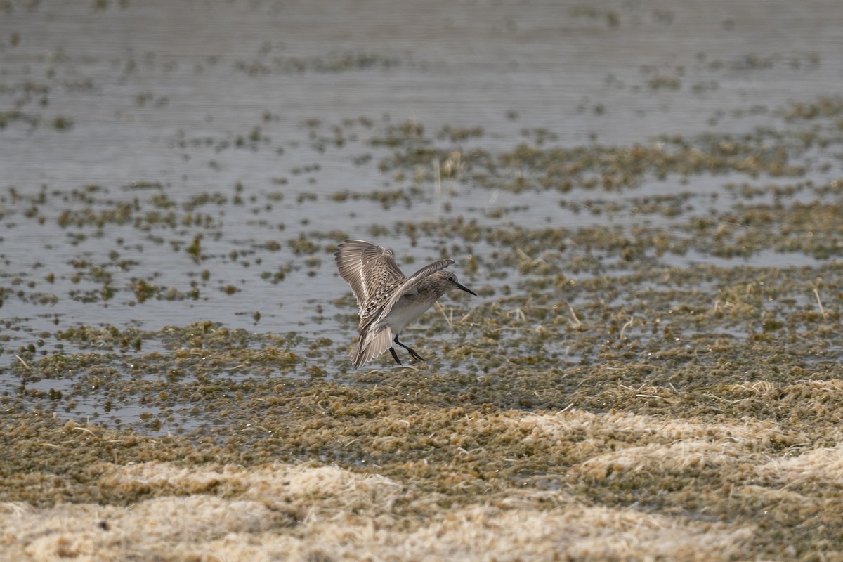 Baird's Sandpiper - ML624131962