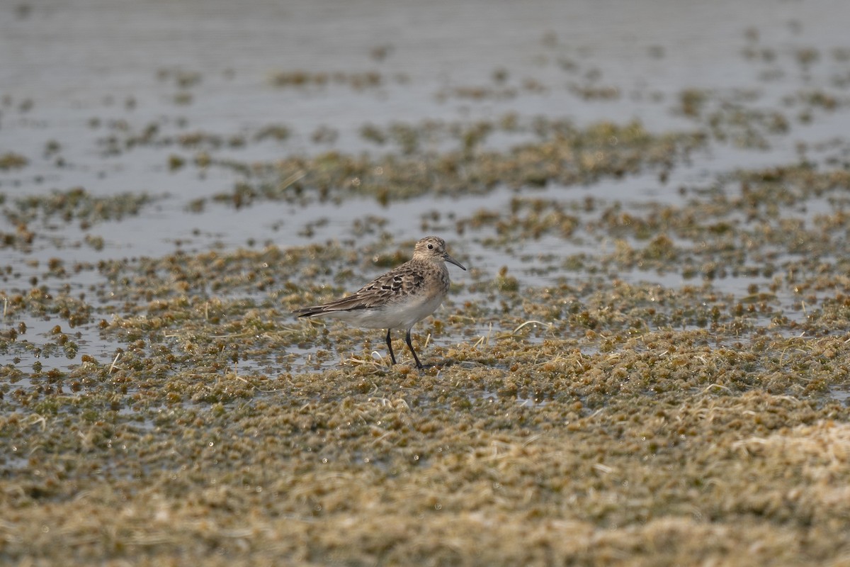 Baird's Sandpiper - ML624131963