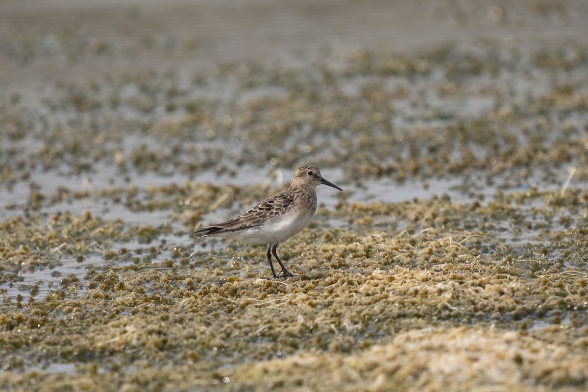 Baird's Sandpiper - ML624131964