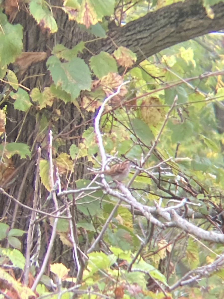 White-throated Sparrow - ML624131992