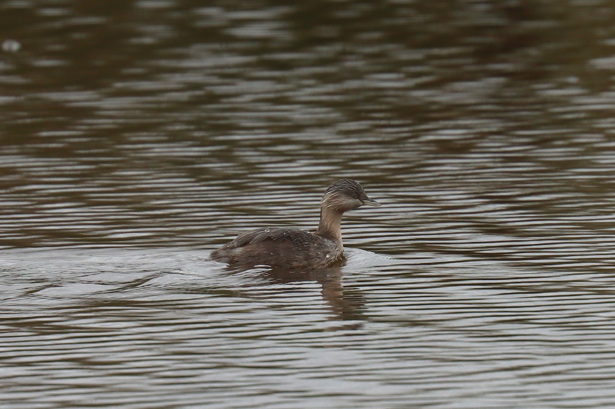 Hoary-headed Grebe - ML624132002