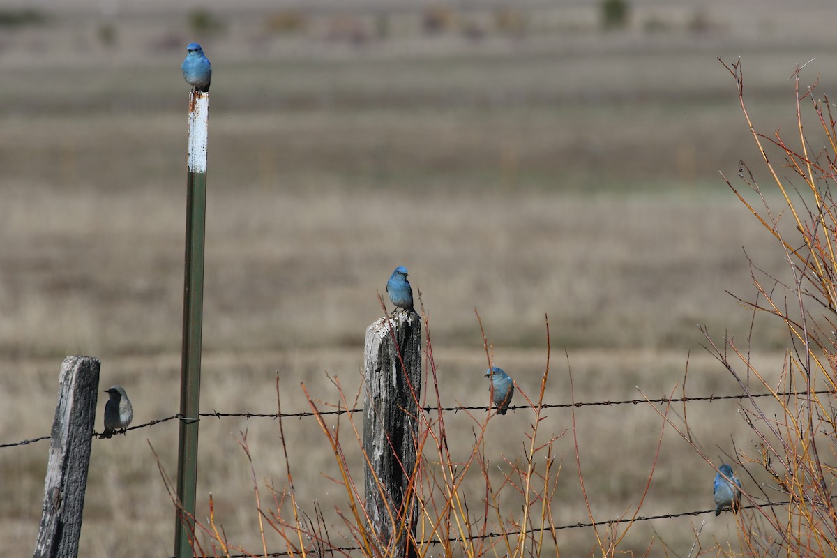 Mountain Bluebird - Laura Ellis