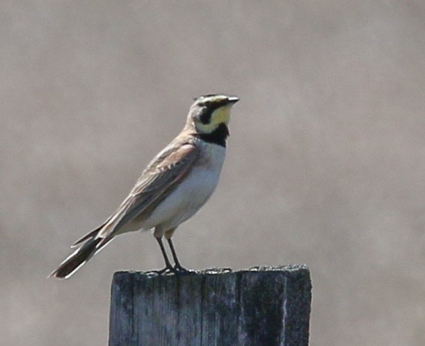 Horned Lark - Laura Ellis