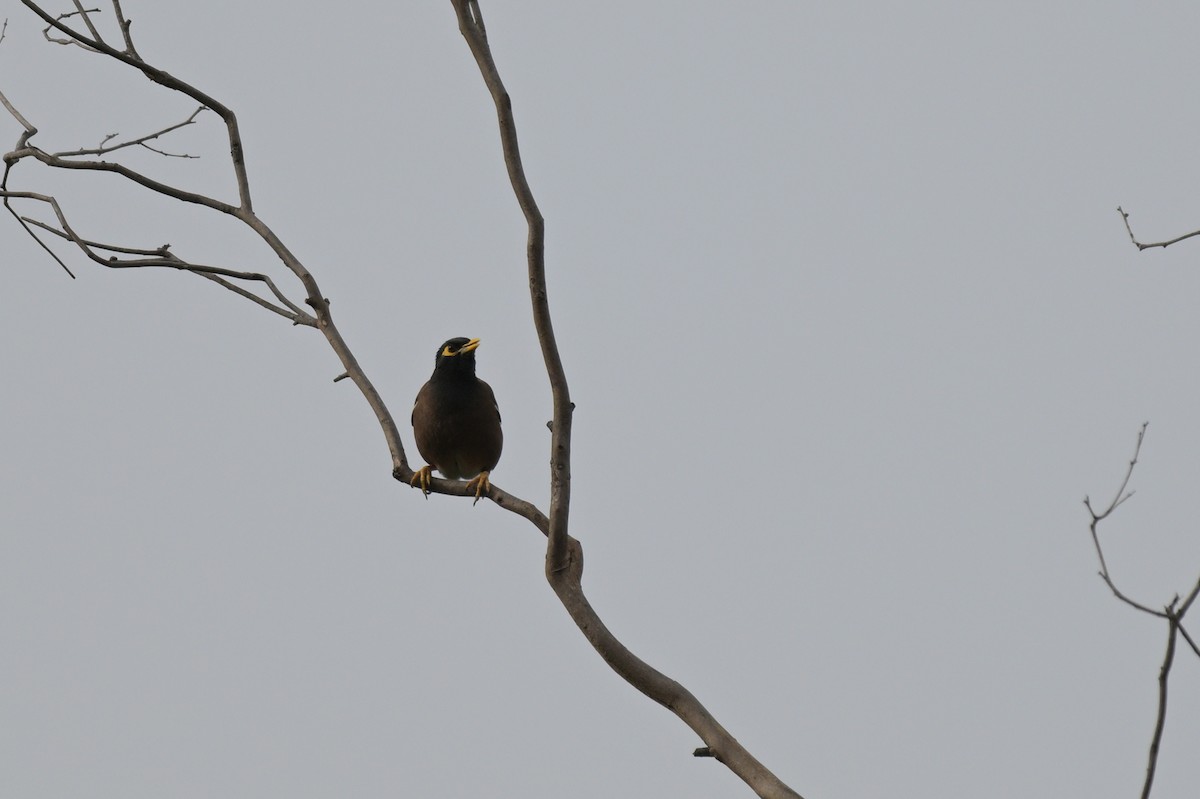 Common Myna - Ken Crawley