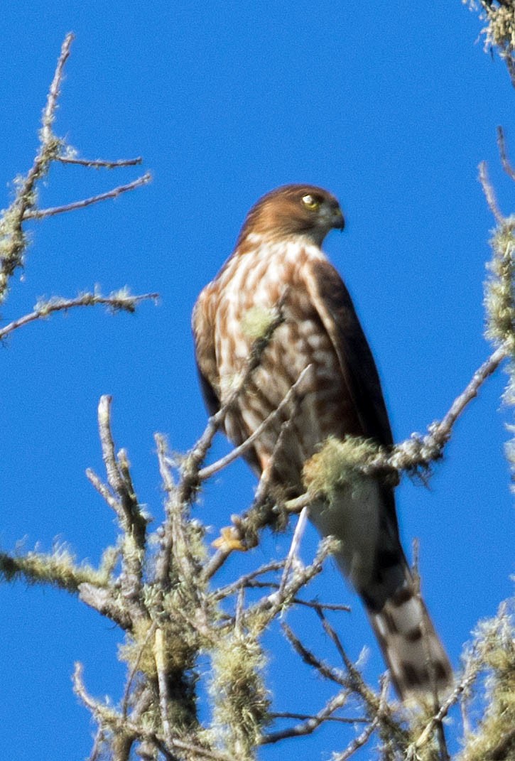 Sharp-shinned Hawk - ML624132051