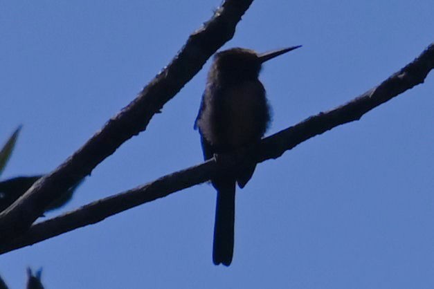 Three-toed Jacamar - ML624132053