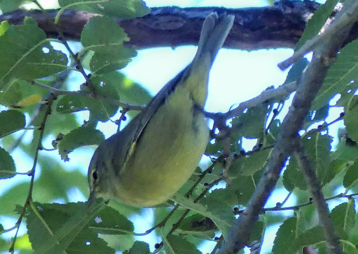 Orange-crowned Warbler - ML624132059