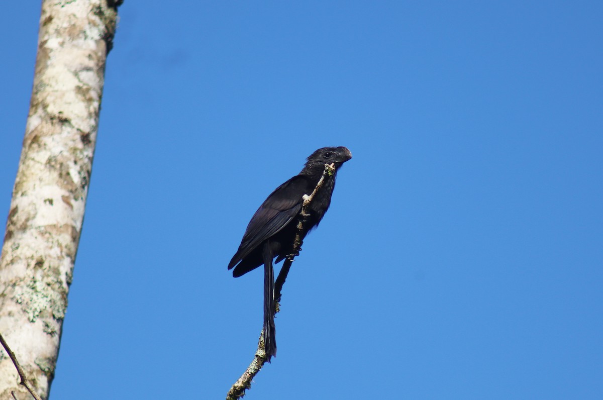 Smooth-billed Ani - ML624132098