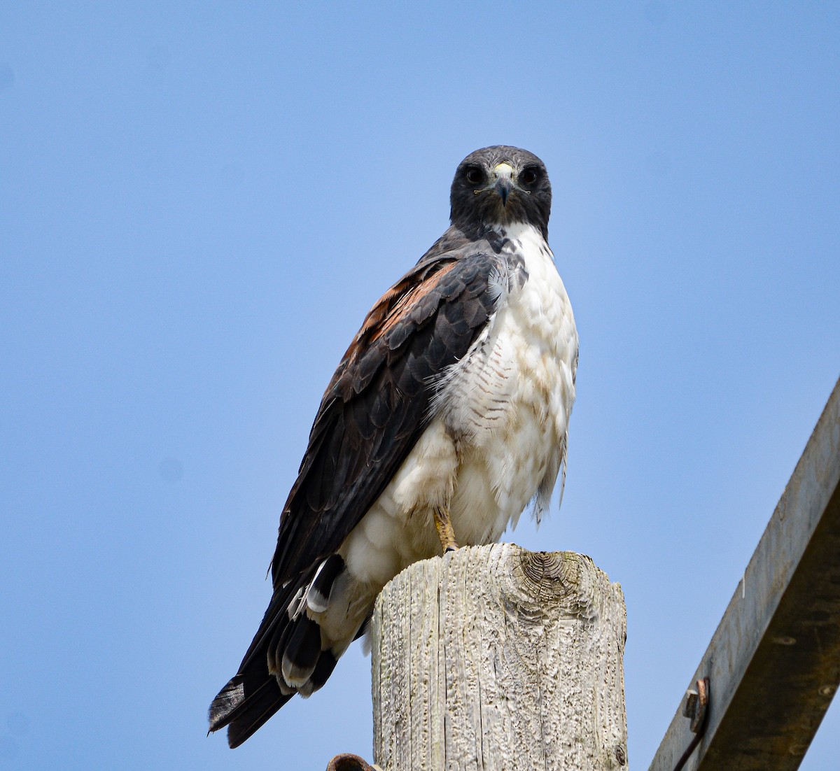 Weißschwanzbussard - ML624132102