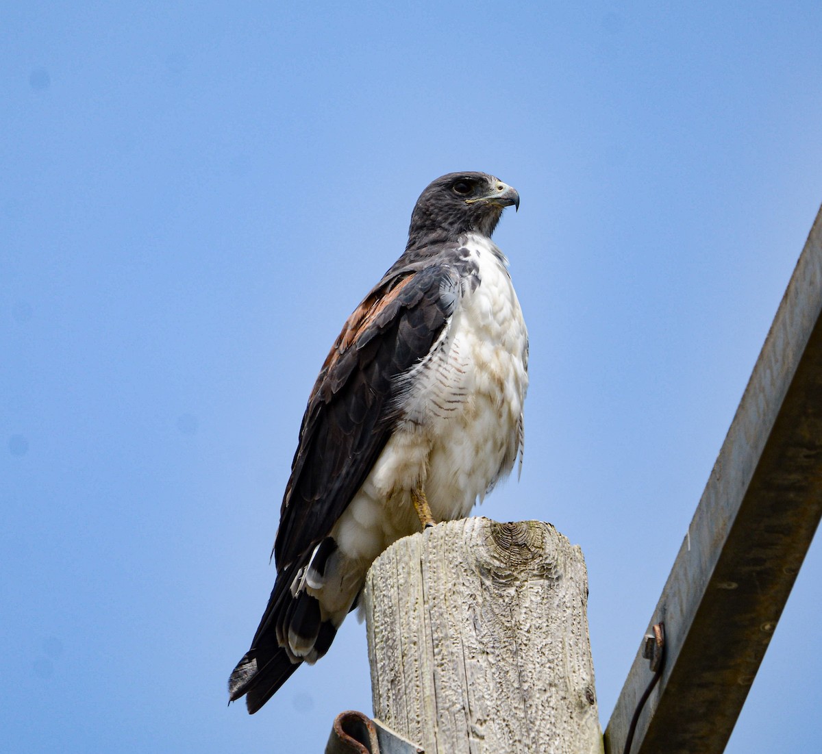 White-tailed Hawk - ML624132103