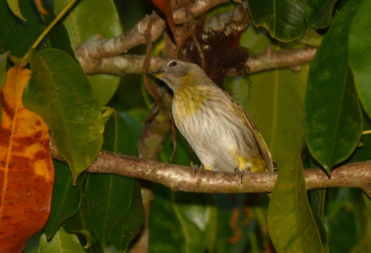 Saffron Finch - ML624132122