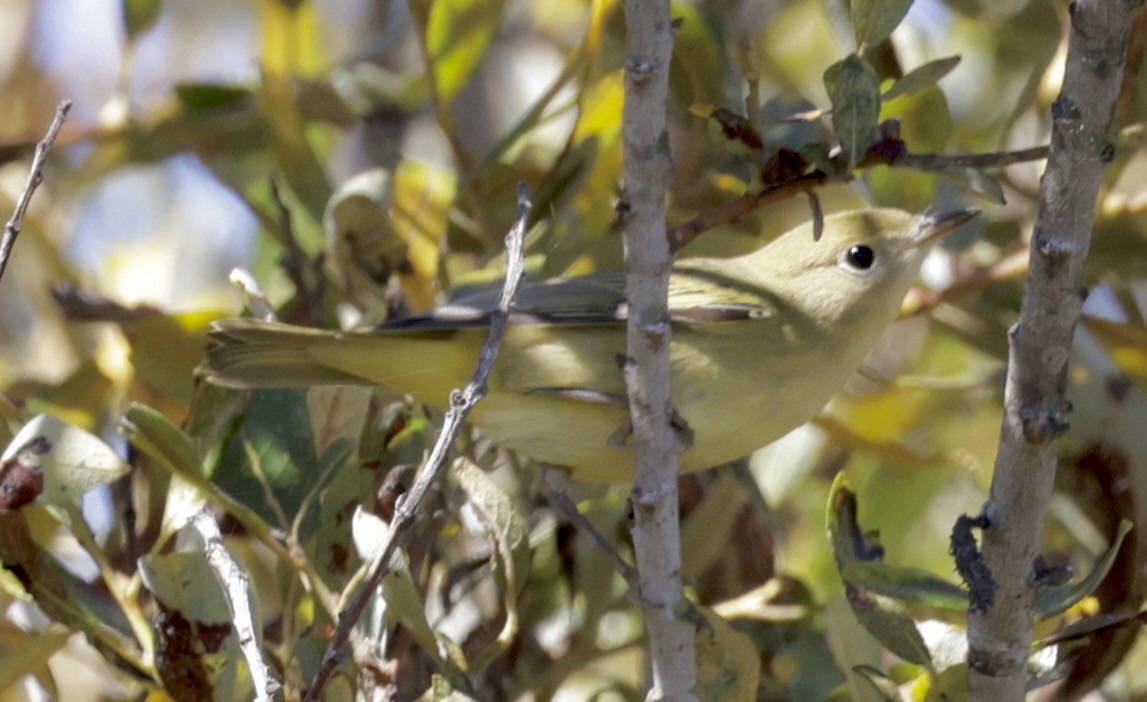 Yellow Warbler - ML624132166