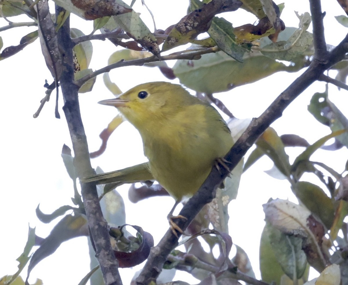 Yellow Warbler - ML624132168