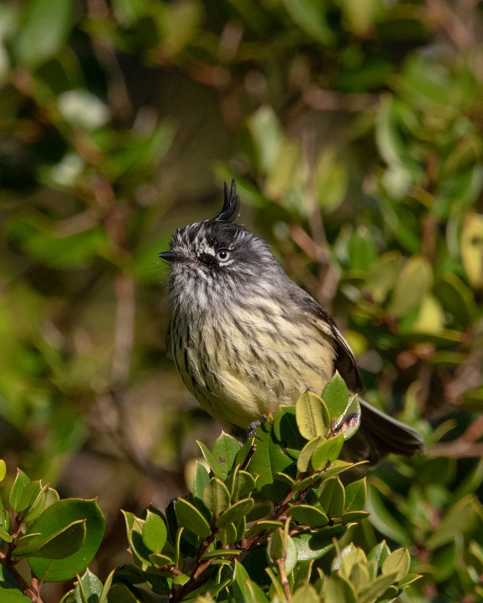 Tufted Tit-Tyrant - ML624132186