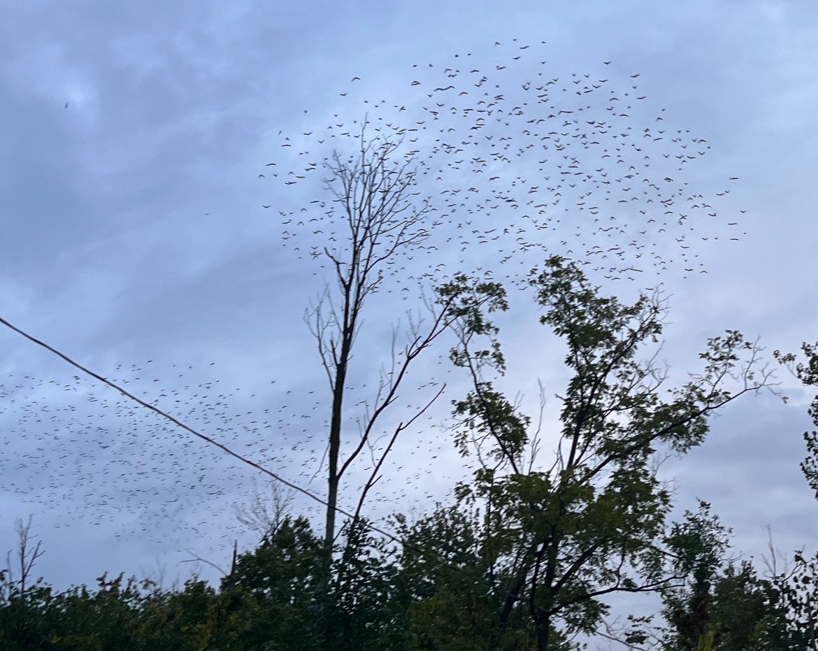 European Starling - ML624132204