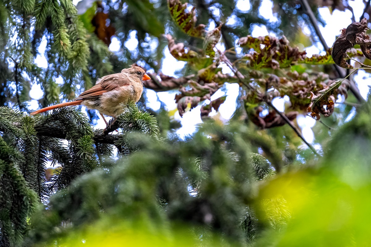 Northern Cardinal - ML624132206