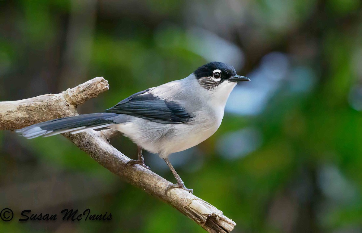 Black-headed Sibia - ML624132236