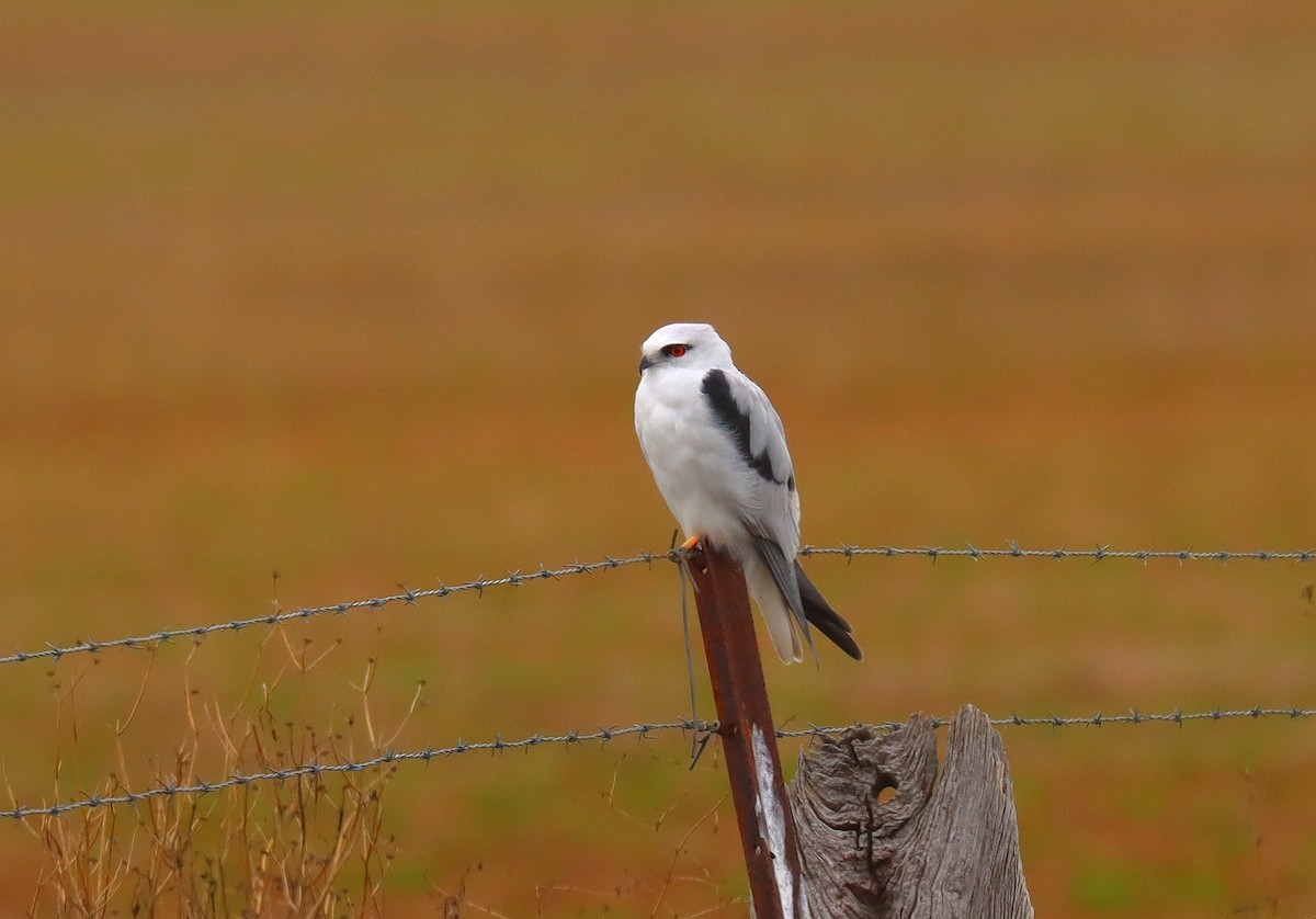 Black-shouldered Kite - ML624132244