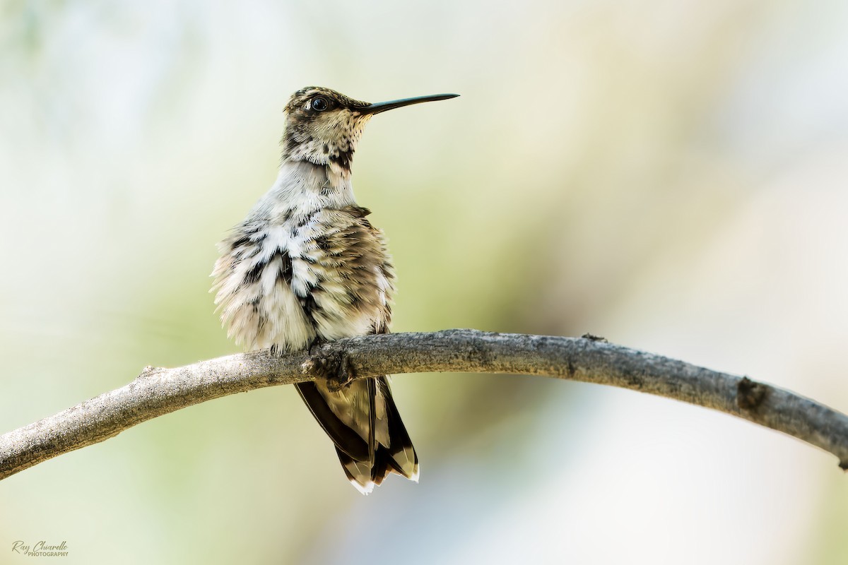 Colibri à gorge noire - ML624132251