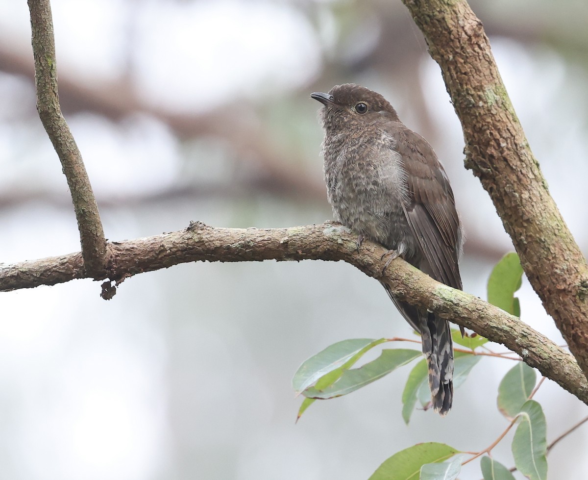 Fan-tailed Cuckoo - Andy Gee